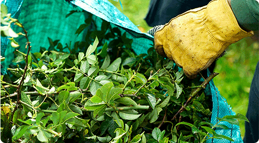Commercial Garden Clearance