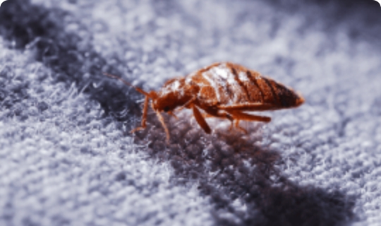 The image shows a close up of a single bed bug that is crawling over an upholstered piece of furniture.