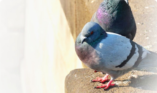 The image shows 2 pigeons that our standing on the edge of a building.