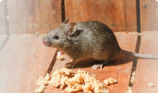 The image shows a small grey mouse that is standing on a wooden deck.