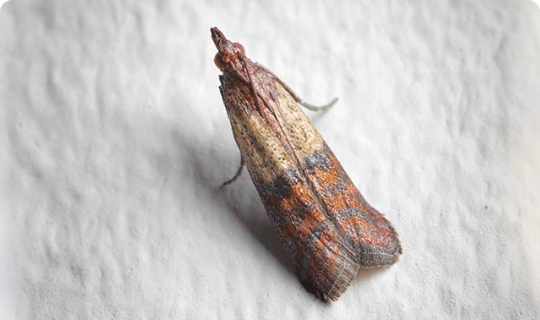 The image shows a close up of a single moth that is crawling on a wall.