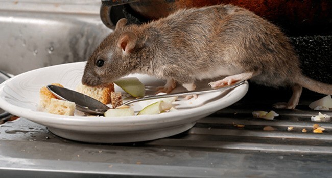 Rodent activity in a kitchen food area