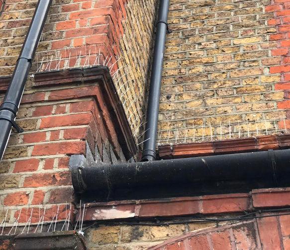 pigeon proofing with spikes