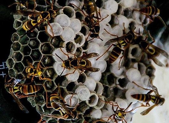 wasp nest removal London